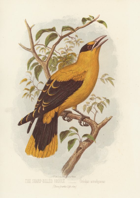 The Sharp-Billed Oriole, Oriolus Acrorhyncus (färg litho) av English School