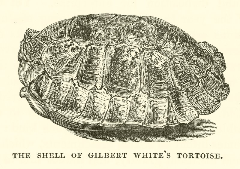 Skalet på Gilbert Whites sköldpadda (gravyr) av English School