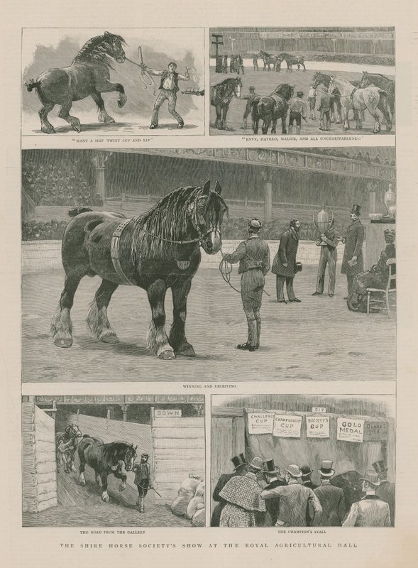 Shire Horse Society show på Royal Agricultural Hall av English School