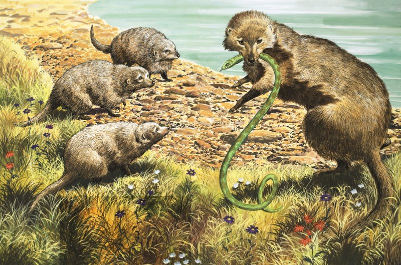 Ormfångaren, illustration från "Nature