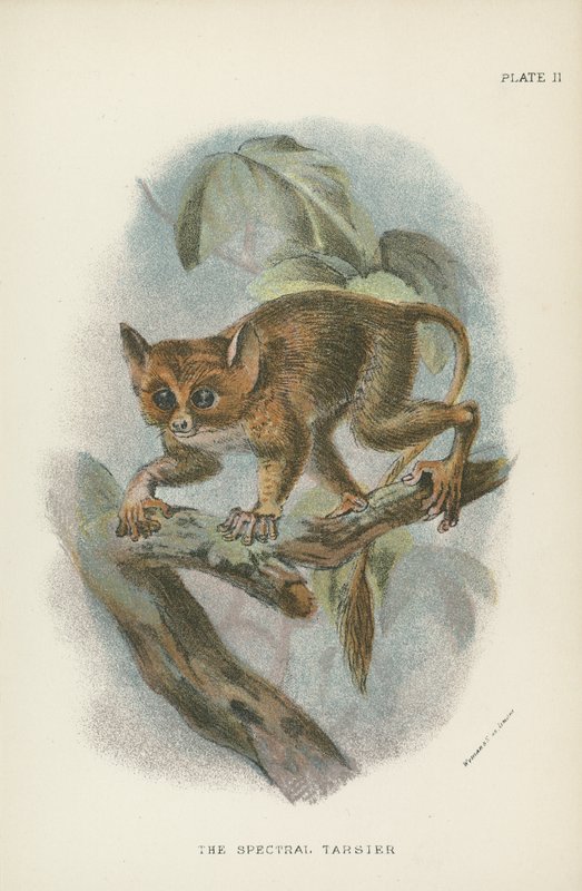 Den spektrala Tarsier av English School