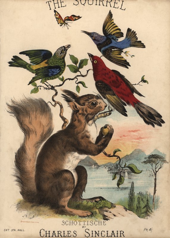 The Squirrel, Schottische av Charles Sinclair, omslag till noter (färglitografi) av English School