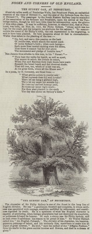 Sydney Oak, vid Penshurst (gravyr) av English School