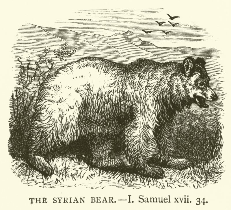 Den syriska björnen, I, Samuel, xvii, 34 (gravyr) av English School