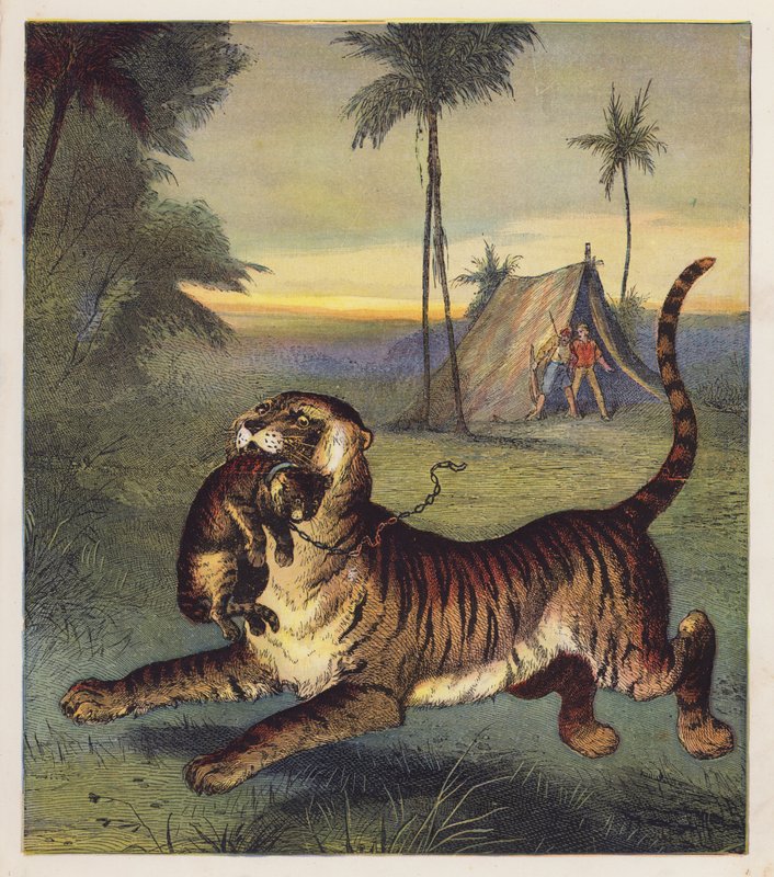 Tigerkubben (färglitografi) av English School