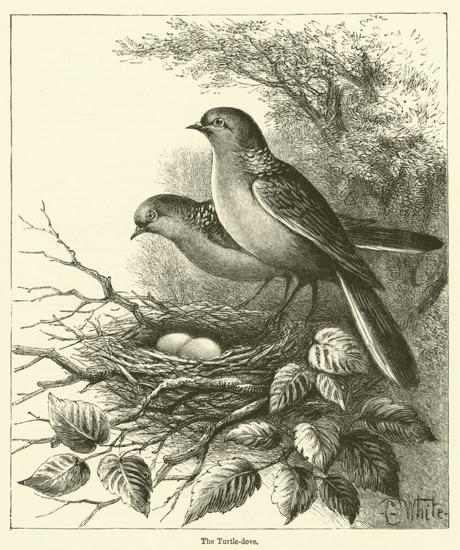 Turturduvan (gravyr) av English School