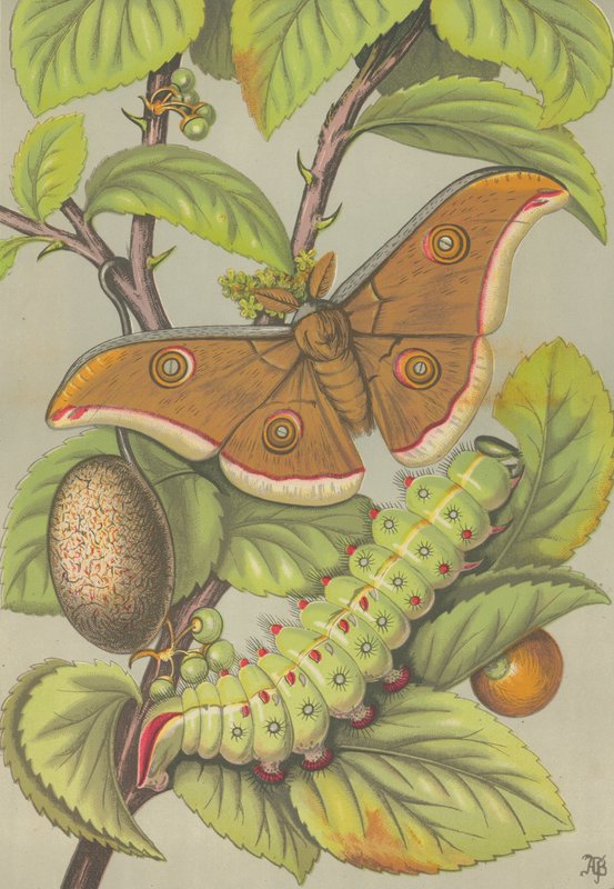 Tussarsilkesmasken i Indien (färg litho) av English School