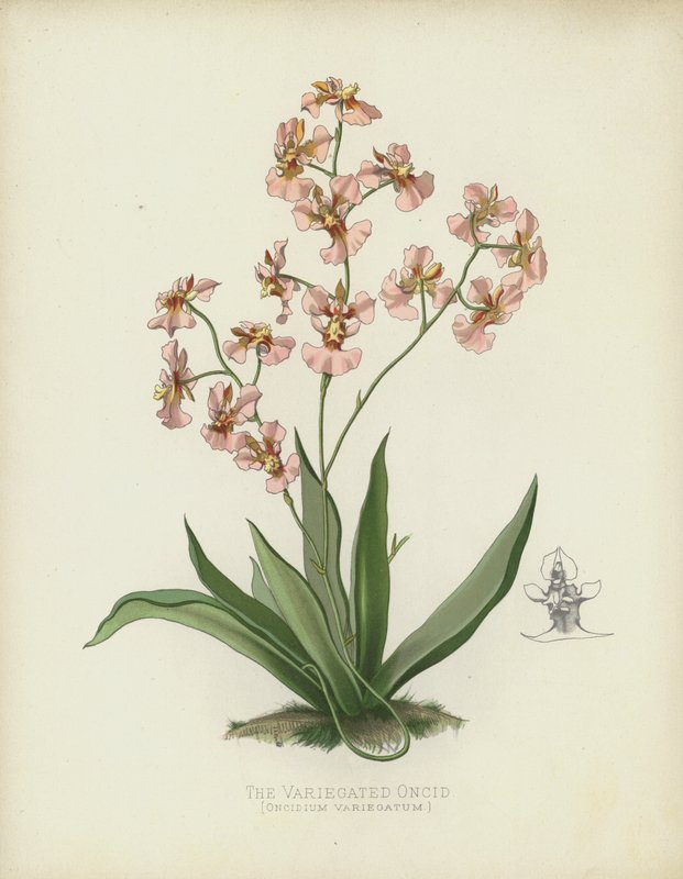 Den brokiga onciden, Oncidium Variegatum av English School