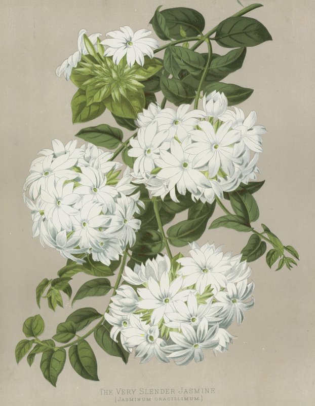 Den mycket smala jasminen, Jasminum Gracillimum av English School