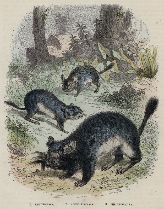 Viscacha, Young Viscacha, Chinchilla (färgad gravyr) av English School