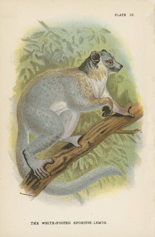 Vitfotad Sportive-Lemur av English School