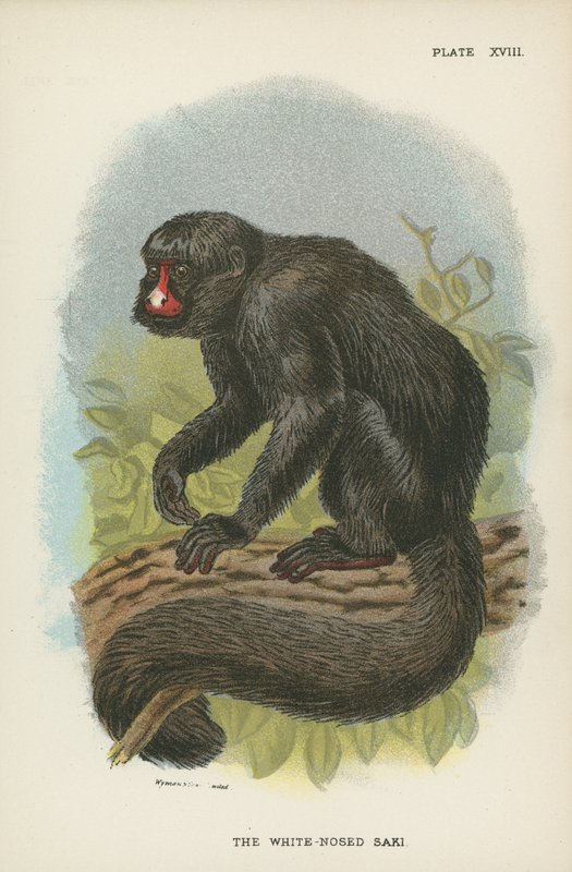 The White Nosed Saki av English School