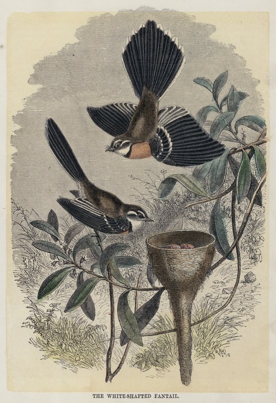 The White-Shafted Fantail (färgad gravyr) av English School