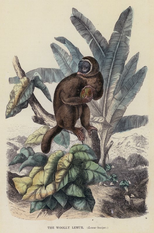 The Woolly Lemur, Lemur laniger (färgad gravyr) av English School