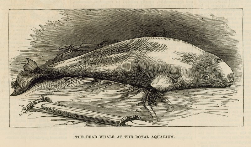 Den döda valen på Royal Aquarium av English School
