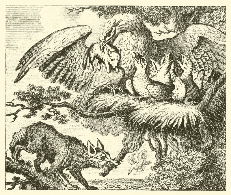 Örnen och räven (gravyr) av English School