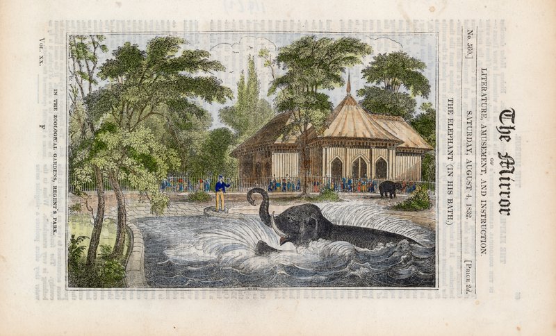 Elefanten i sitt bad på djurparken i Regents Park av English School