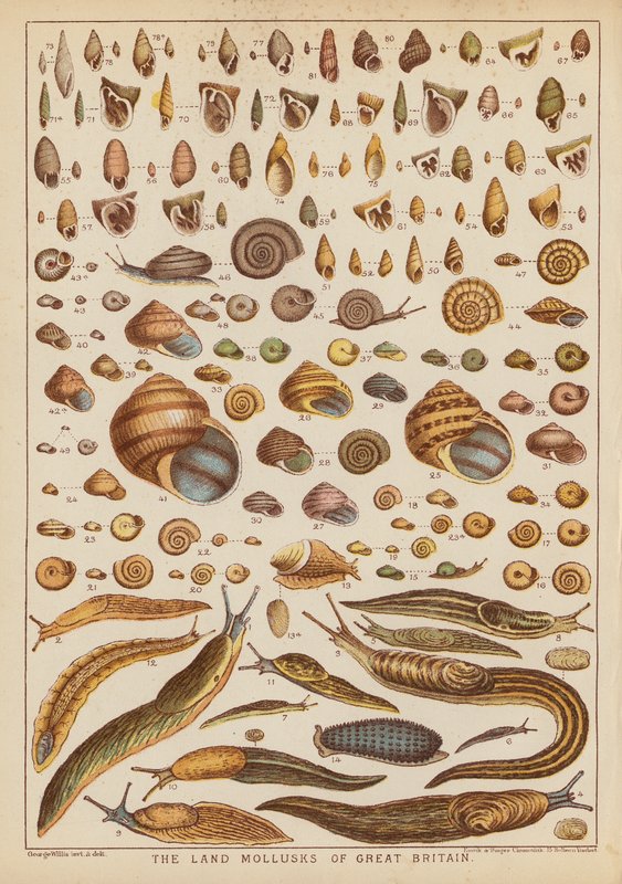 Storbritanniens landmollusker (gravyr i färg) av English School