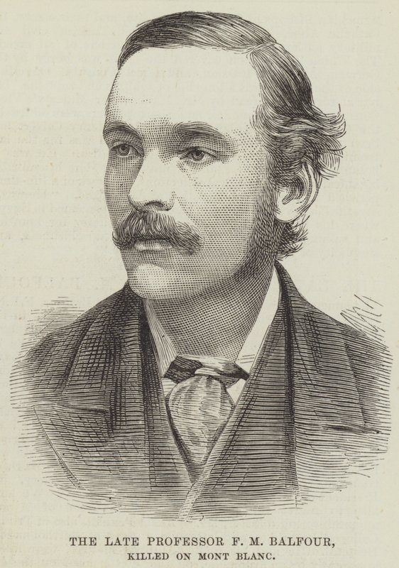 Den framlidne professor F M Balfour, dödad på Mont Blanc (gravyr) av English School