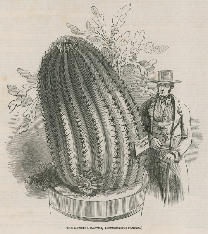 Monsterkaktusen (Echinocactus stainesh) vid Royal Gardens, Kew, London av English School