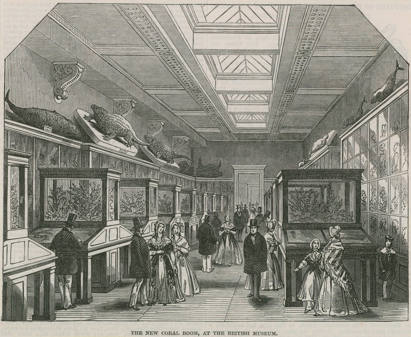 Det nya korallrummet på British Museum av English School