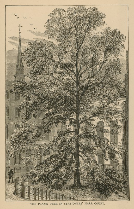 Platan i Stationers Hall Court av English School