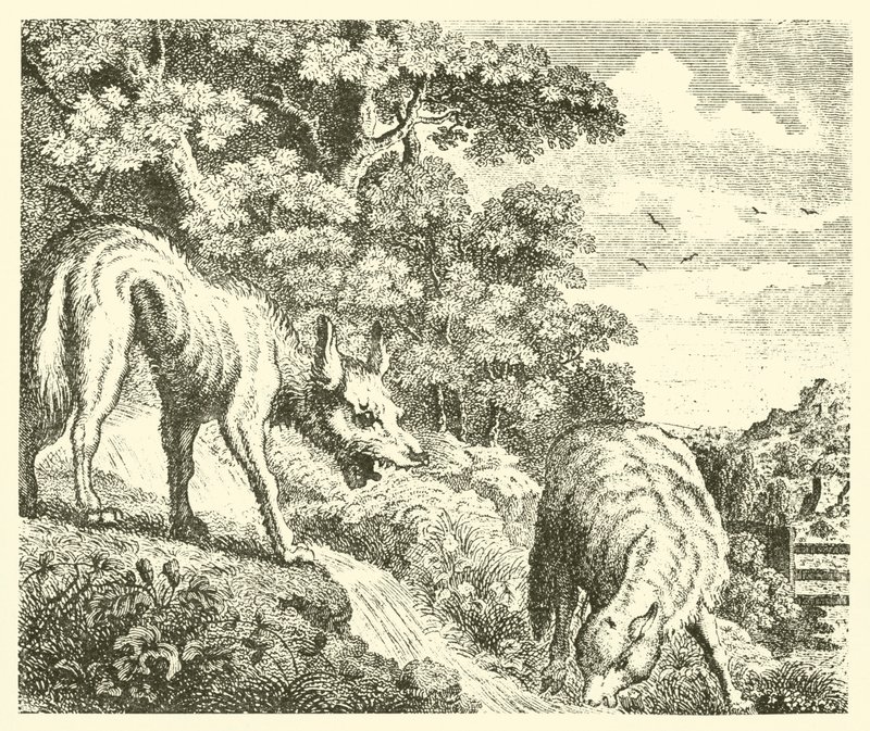 Vargen och lammet (gravyr) av English School