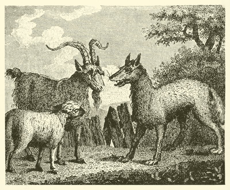 Vargen, lammet och geten (gravyr) av English School