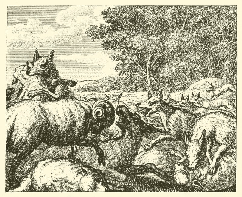 Vargarna och fåren (gravyr) av English School