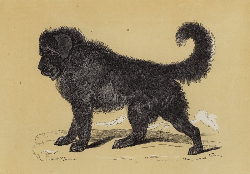 Thibet-hund (färglitografi) av English School