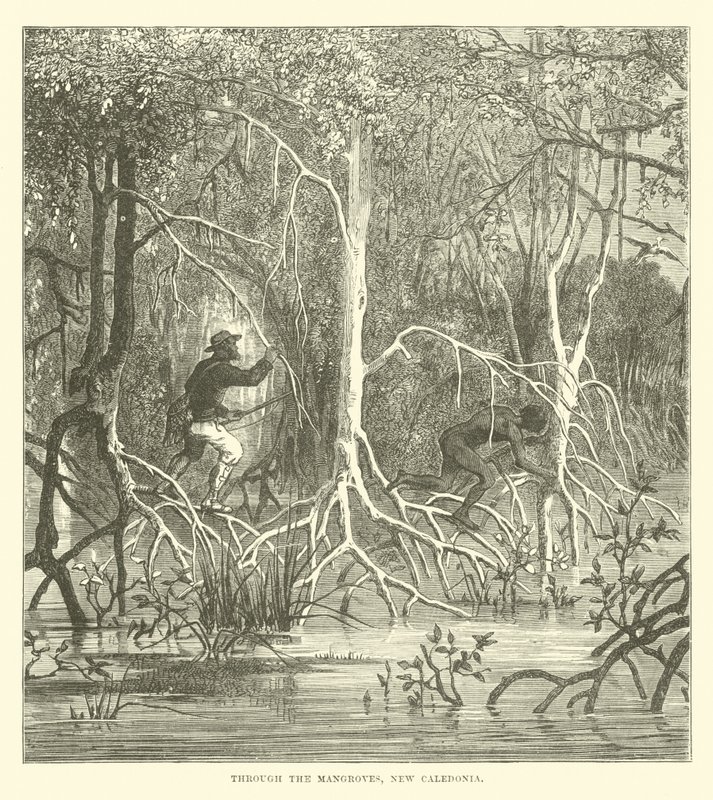 Genom mangrove, Nya Kaledonien av English School