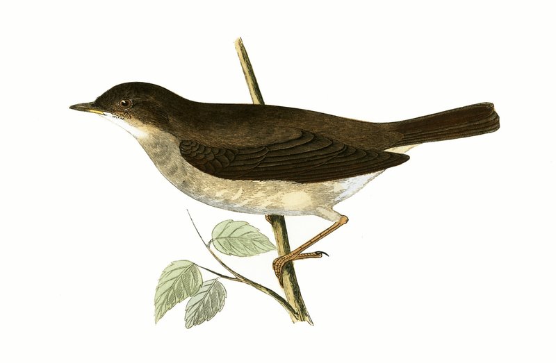 Thrush Nightingale, kielelezo kutoka 
