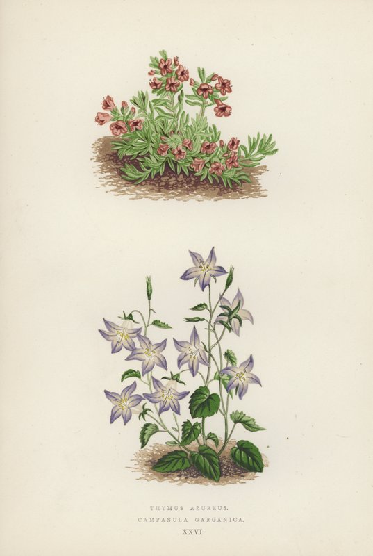 Thymus azureus; Campanula garganica (färglitografi) av English School