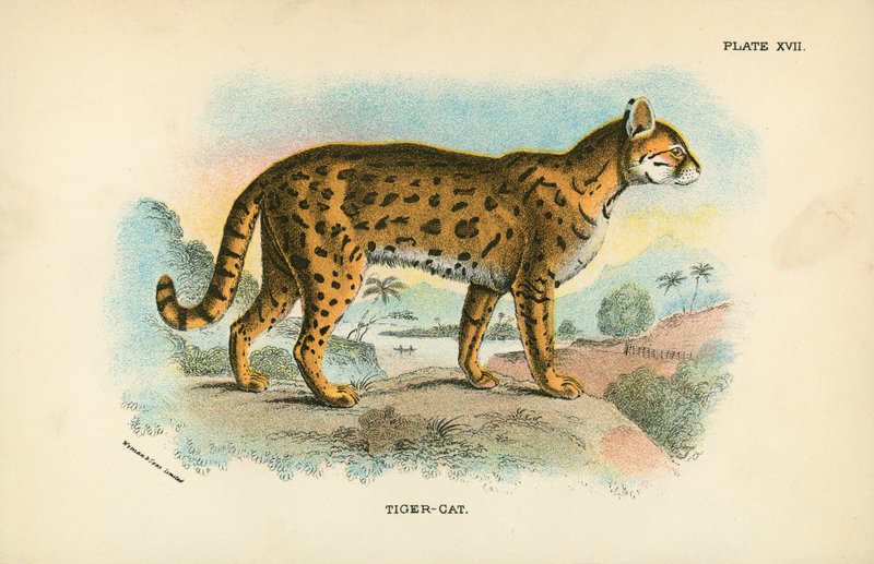 Tiger-Cat av English School