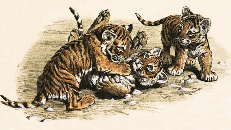 Tigerungar av English School