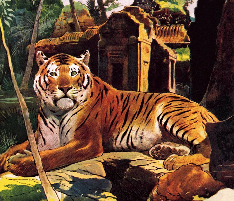 Tiger i ruinerna av English School