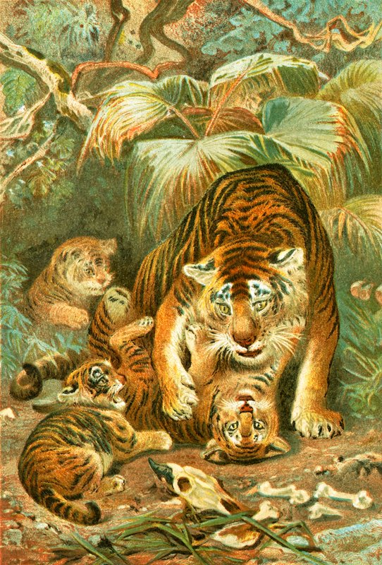 Tigress och ungar av English School