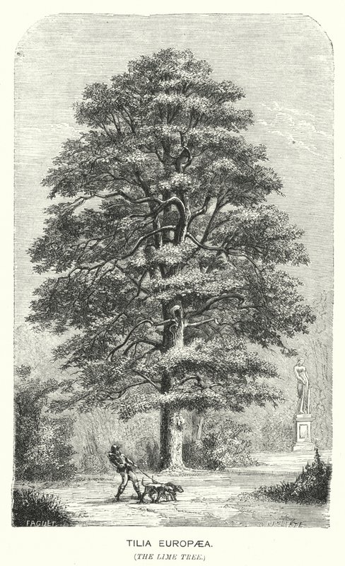 Tilia Europaea, Linden (gravyr) av English School