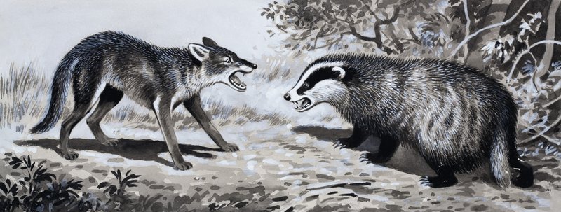 Tooth and Claw: Animals in Combat av English School