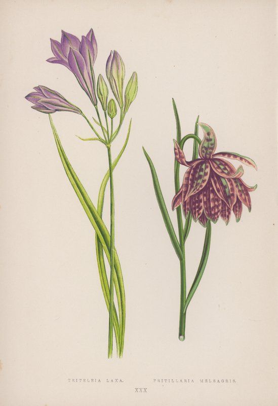 Triteleia Laxa; Fritillaria Meleagris (färg litho) av English School