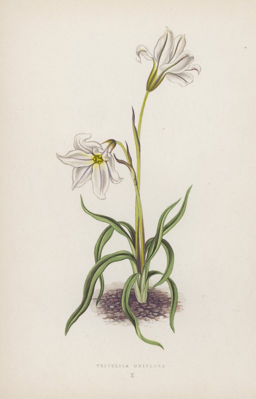 Triteleia Uniflora (färglitografi) av English School