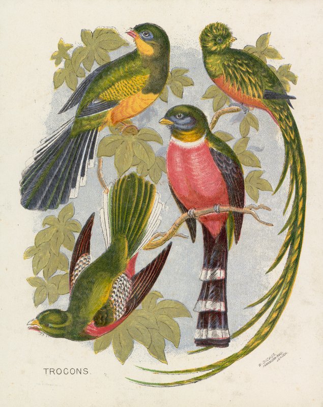 Trocons (färg litho) av English School
