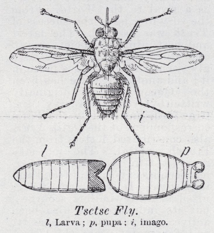 Tsetse fly (medlemmar) av English School