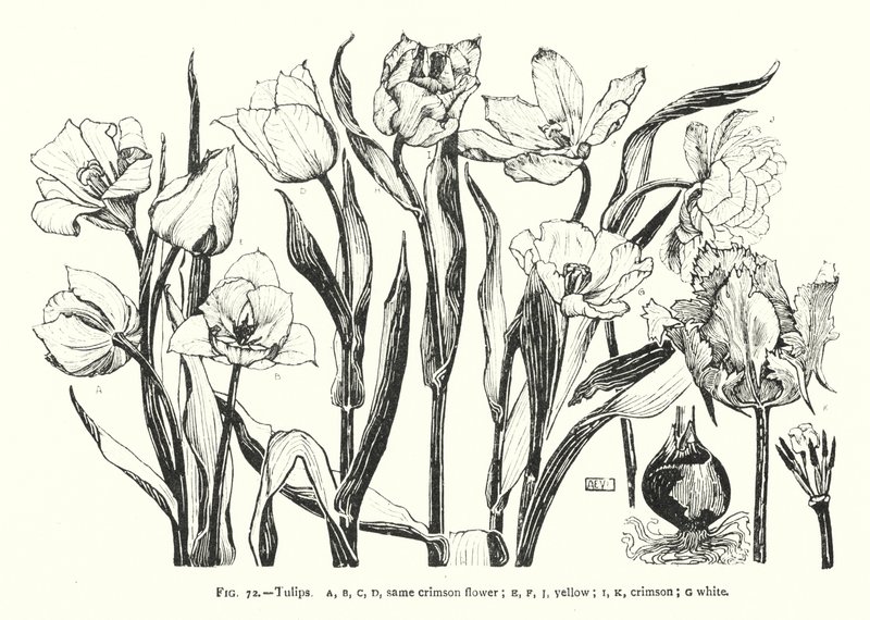 Tulpaner; samma röda blomma; gul; djupröd; vit (gravyr) av English School