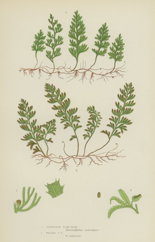 Tunbridge Filmy-Fern, Wilsons Filmy-Fern (färg litho) av English School