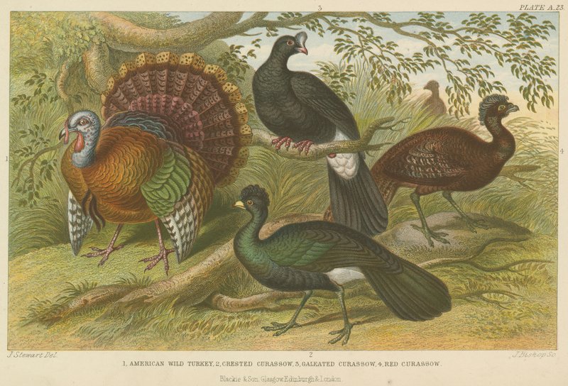 Turkiet och curassows (färgad gravyr) av English School