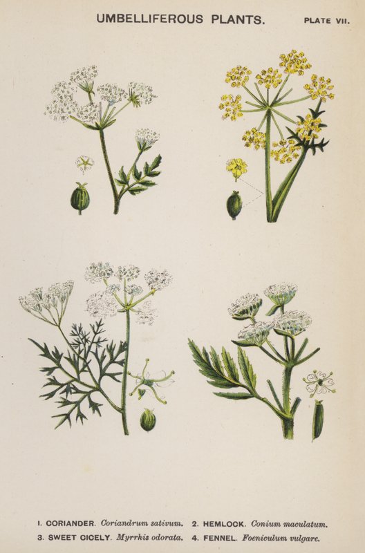 Umbelliferous växter (färg litho) av English School