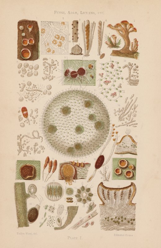 Under mikroskopet: Svampar, alger, lavar m.m. (färglitografi) av English School
