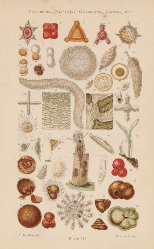 Under mikroskopet: Gregarinida, Polycystina, Foraminifera, Rotifera, etc (färglitografi) av English School