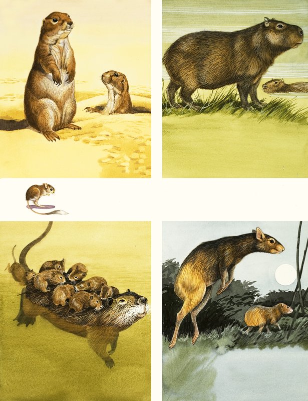 Oidentifierade djurmontage inklusive coypu av English School